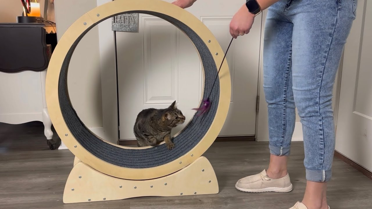 How to Train Your Cat to Use an Exercise Wheel: A Step-by-Step Guide